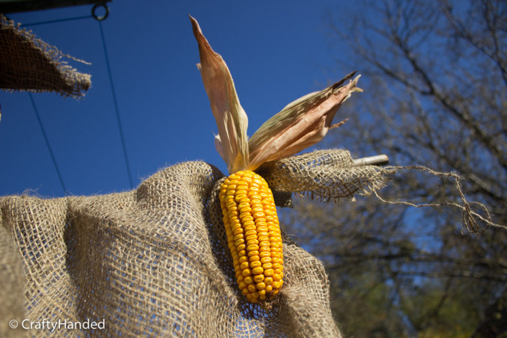Corn cob attached to the scarecrow hand